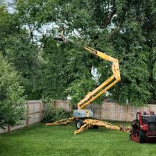 How Our Tree Care Process Works  in  St James, MN